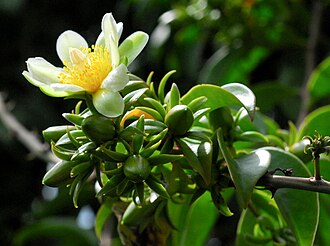 仙人掌照片1
