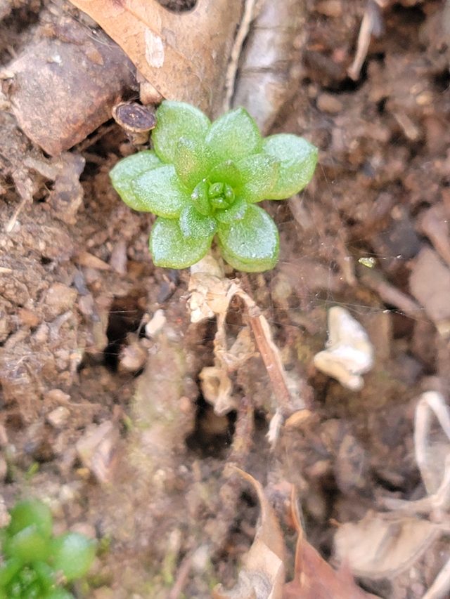 垂盆草