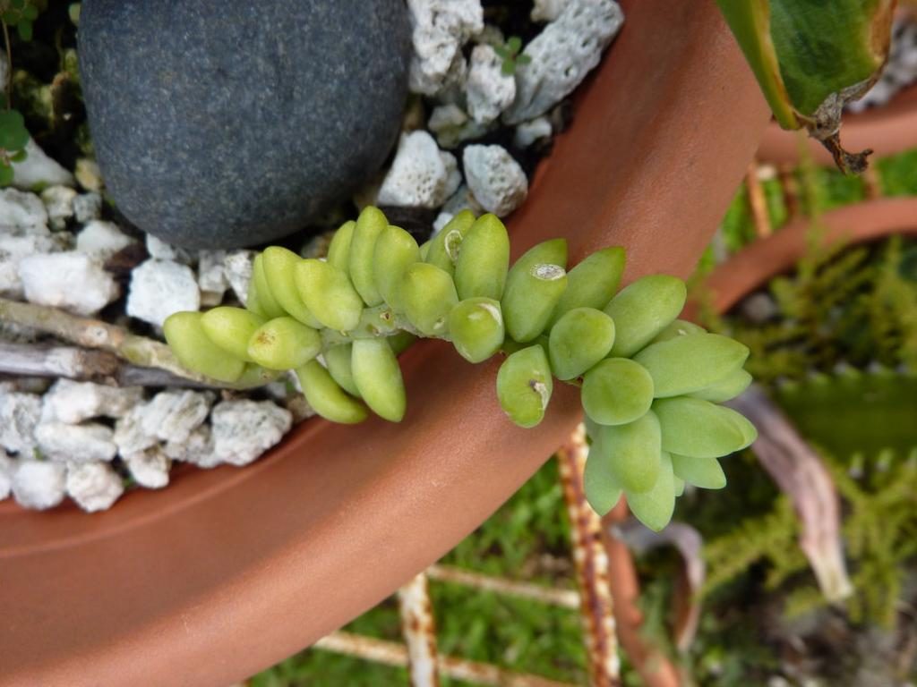 新玉缀实拍