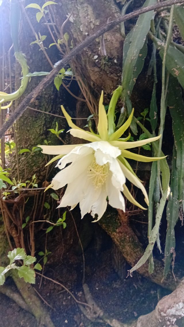 昙花