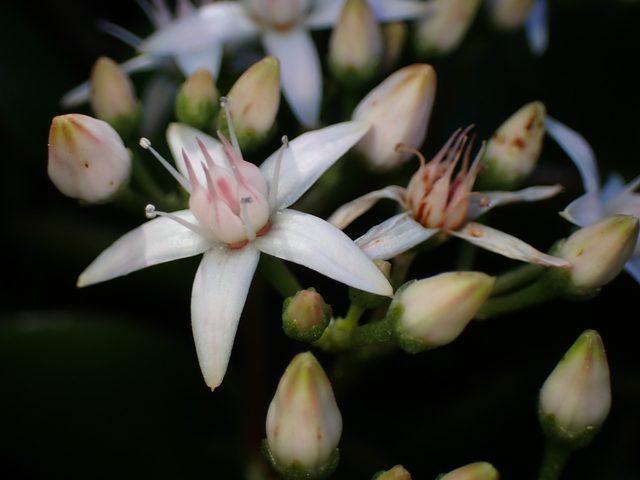 玉树