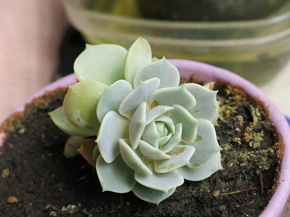 芙蓉雪莲实拍