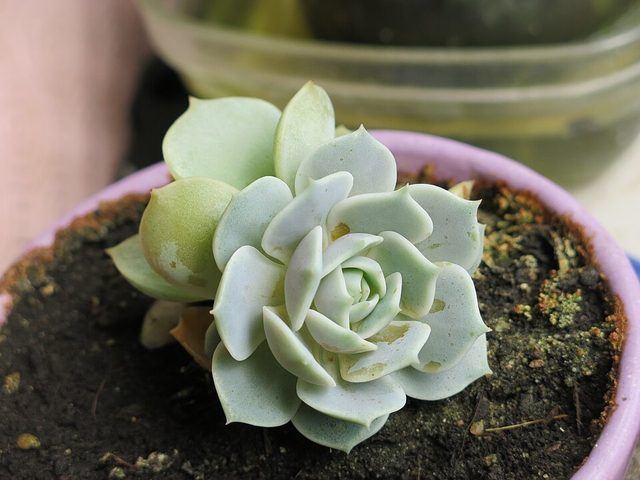芙蓉雪莲