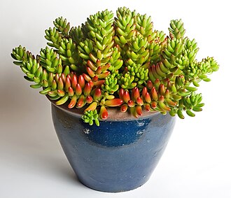 虹之玉照片3
