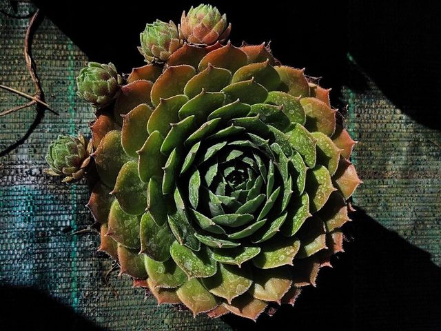 观音莲