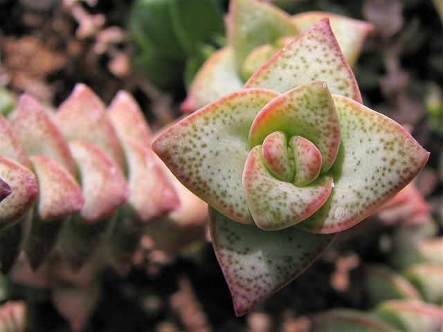钱串