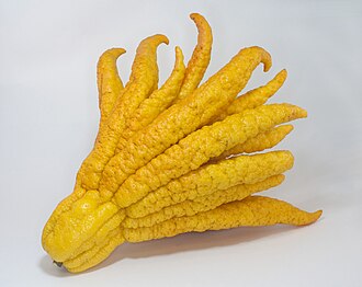 佛手照片1