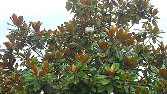 广玉兰照片1