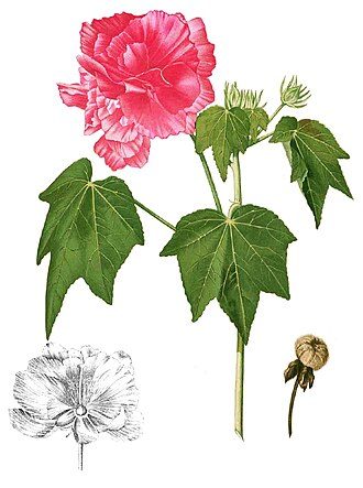木芙蓉