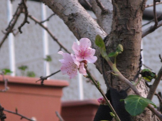 桃