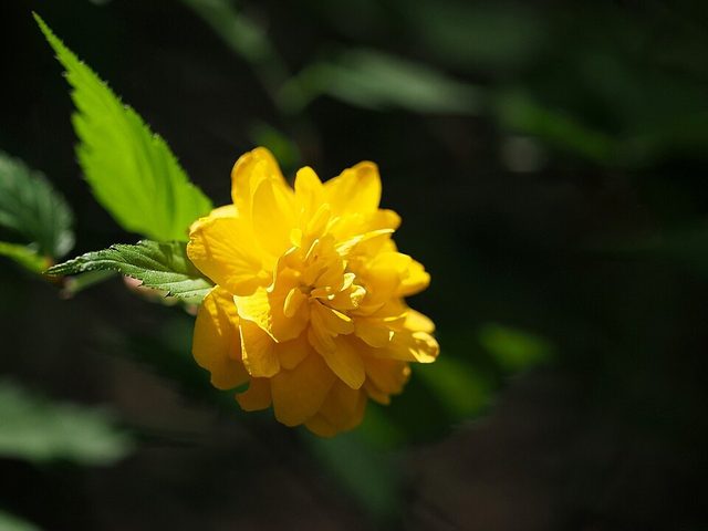 棣棠