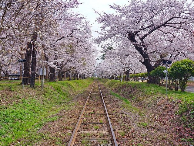 樱花