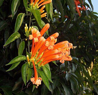 炮仗花