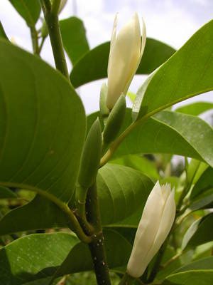 白兰花实拍