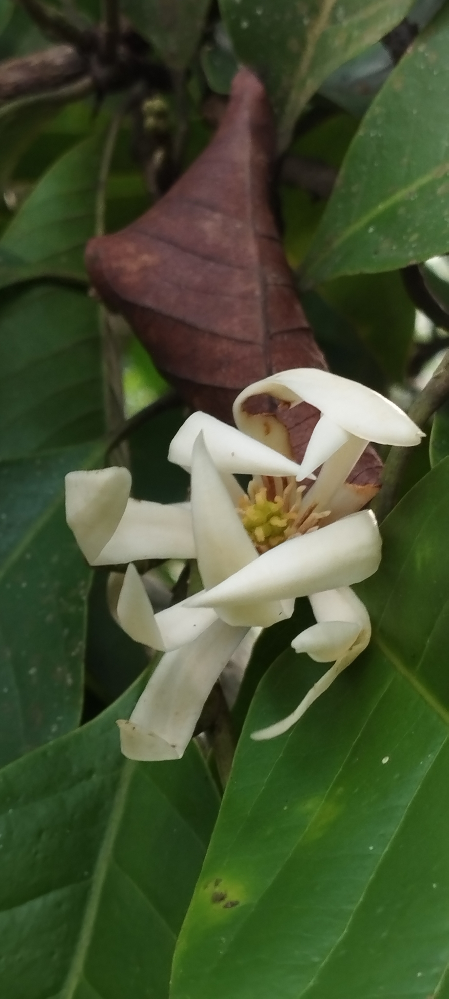 白兰花照片3