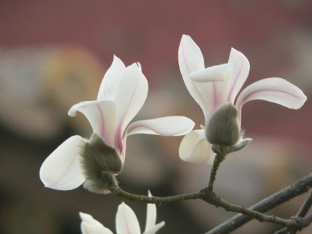 白玉兰