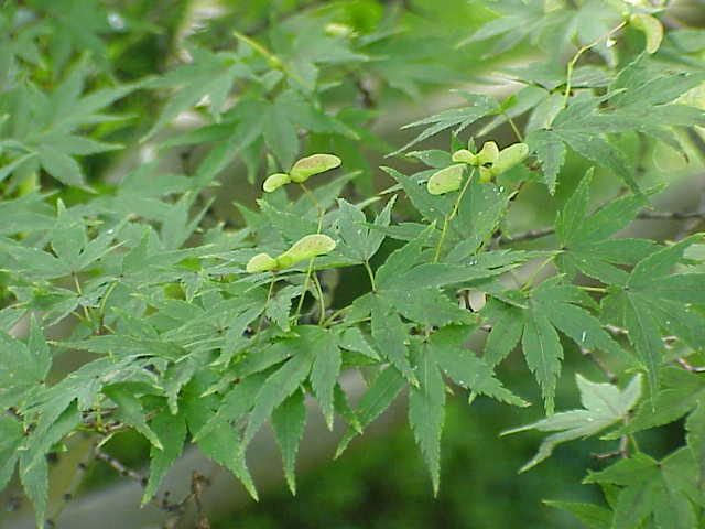 红枫实拍