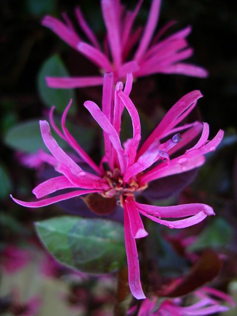红花檵木