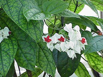 龙吐珠照片1