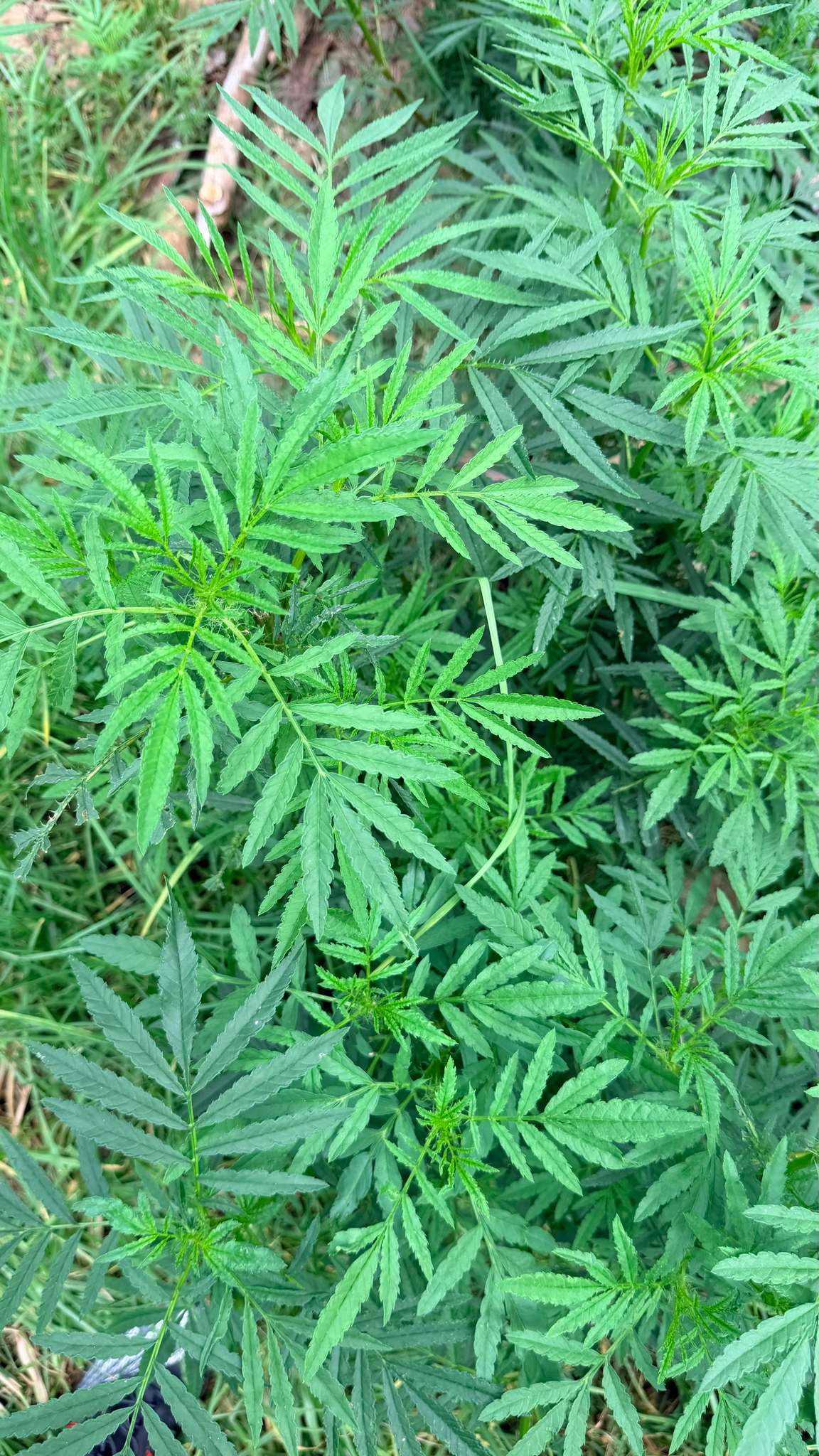 万寿菊照片1