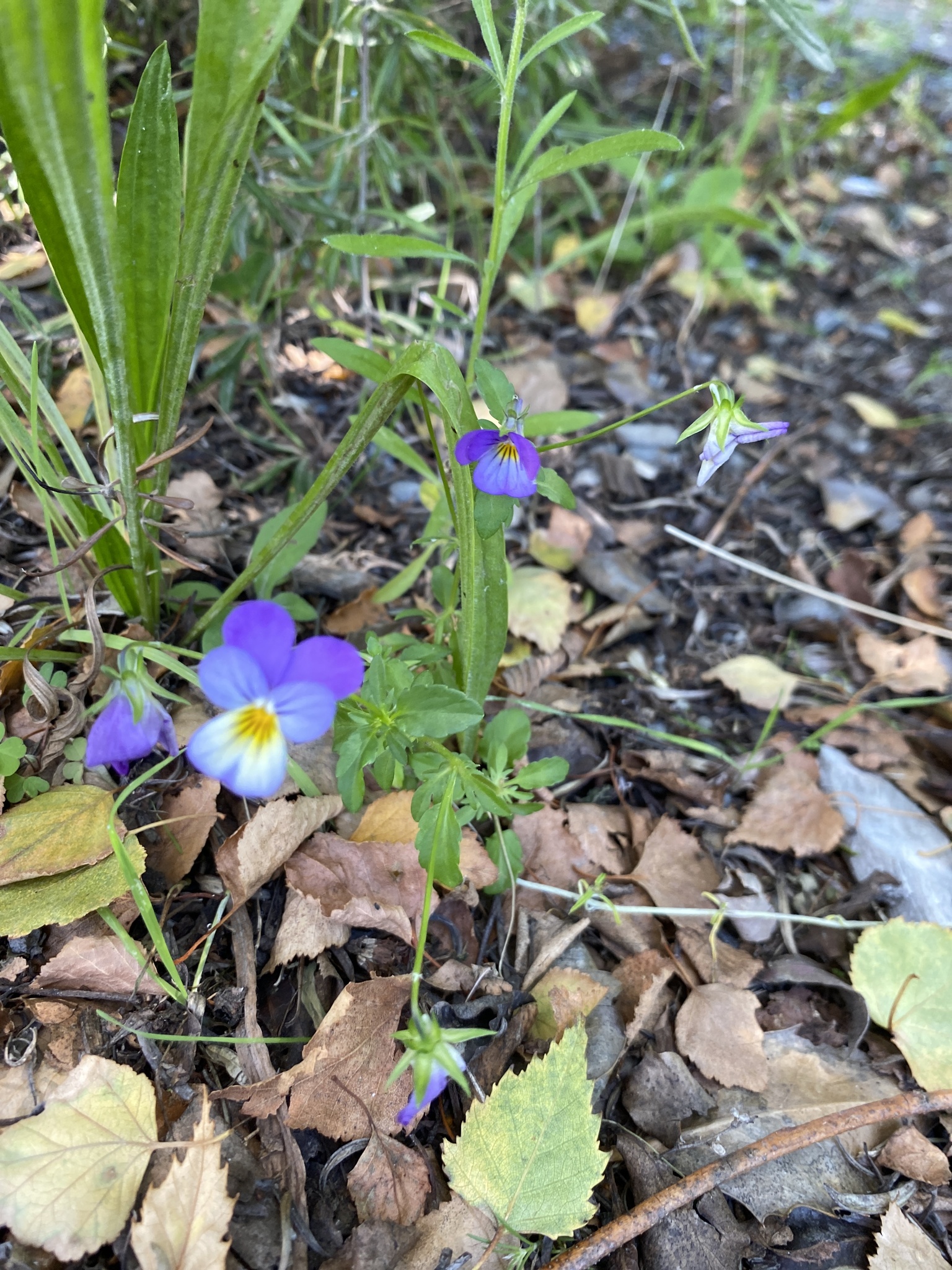 三色堇照片1