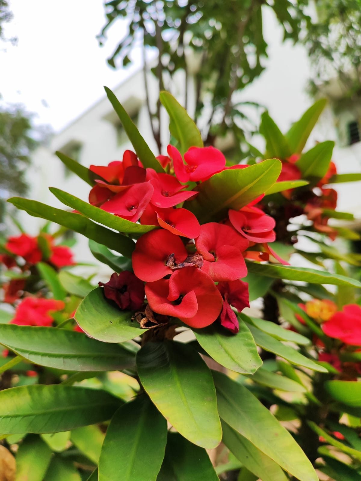 凤仙花实拍