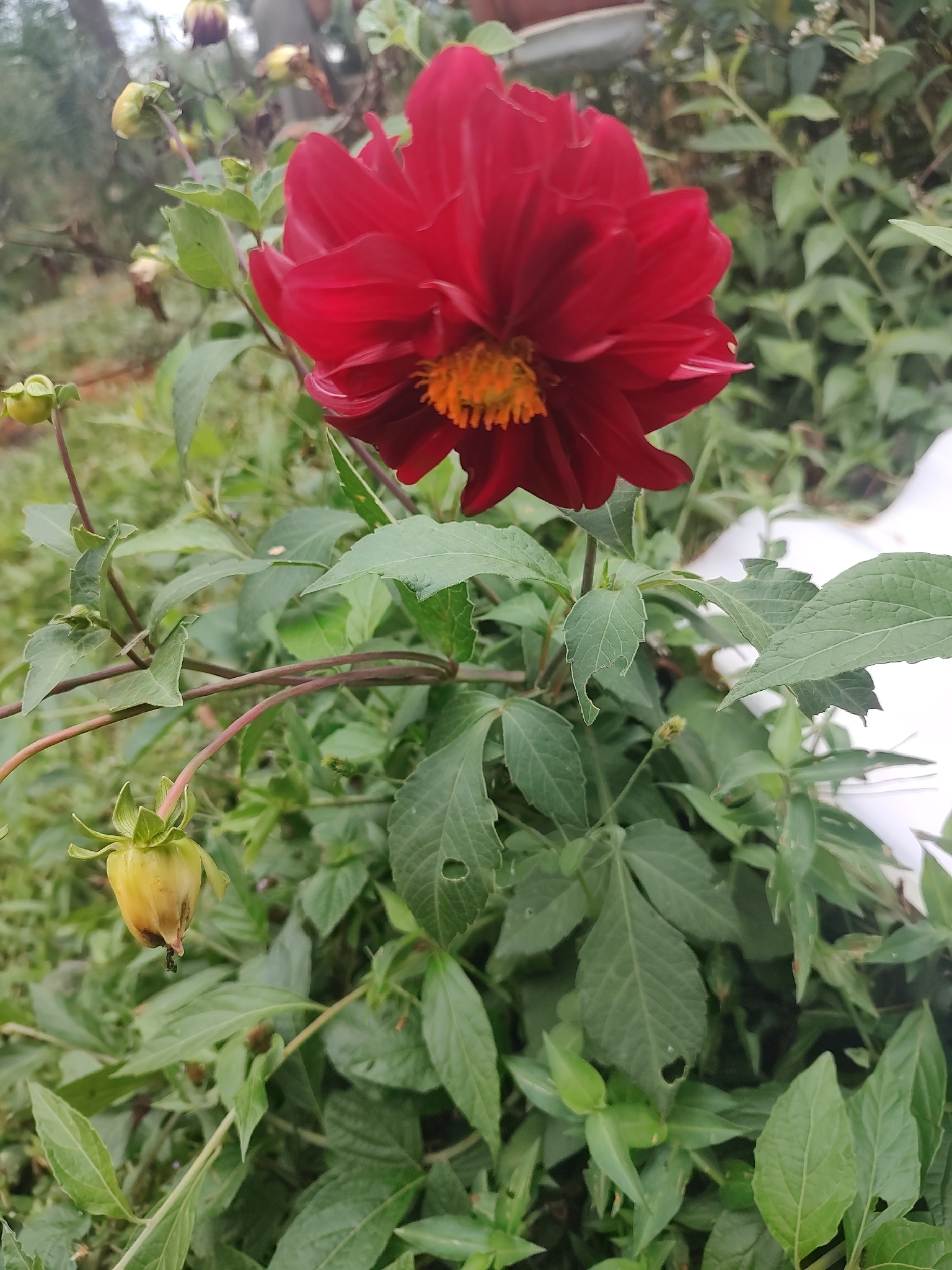大丽花照片1