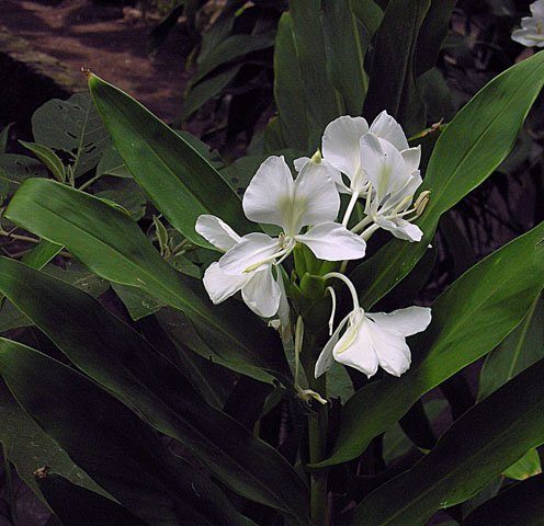 姜花实拍