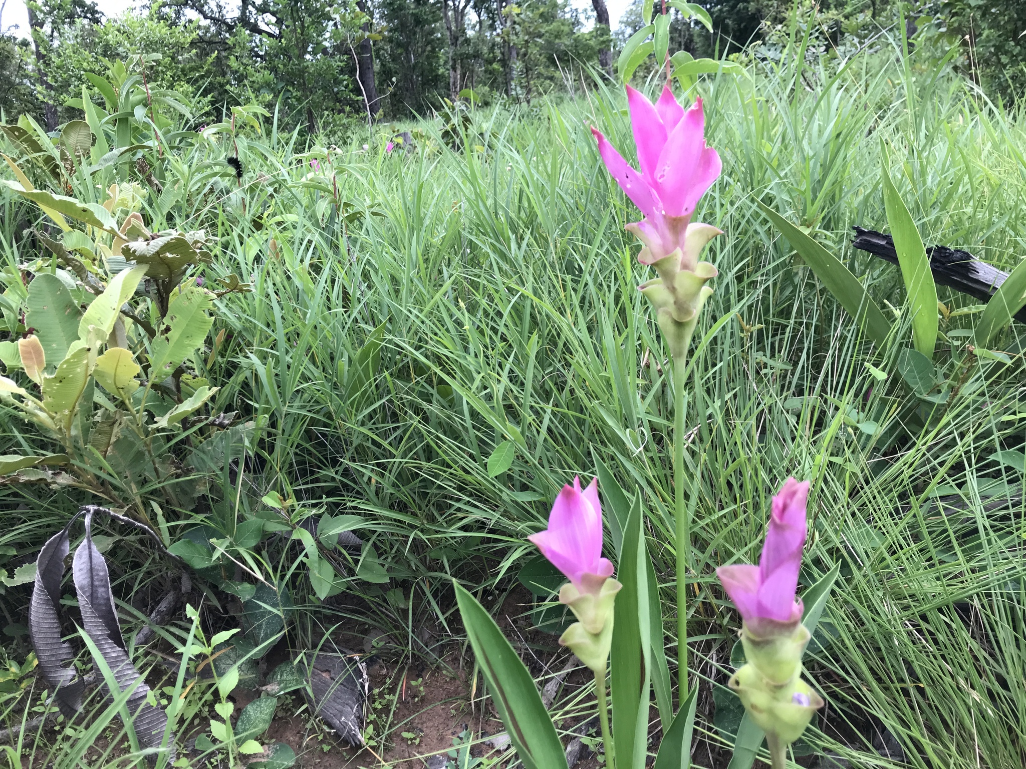 姜荷花照片3