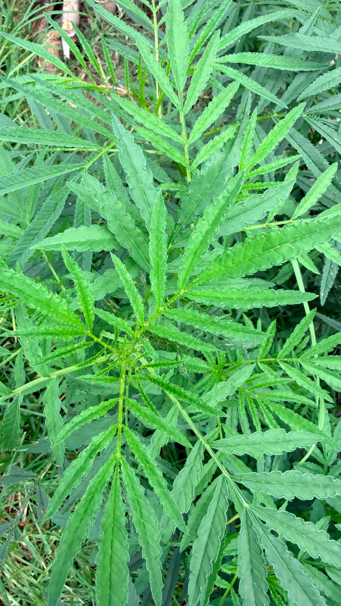 孔雀草照片2