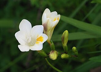 小苍兰照片1