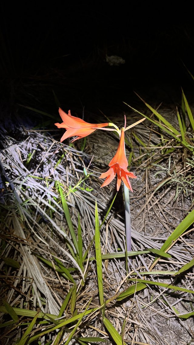 朱顶红