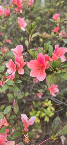 杜鹃花照片2