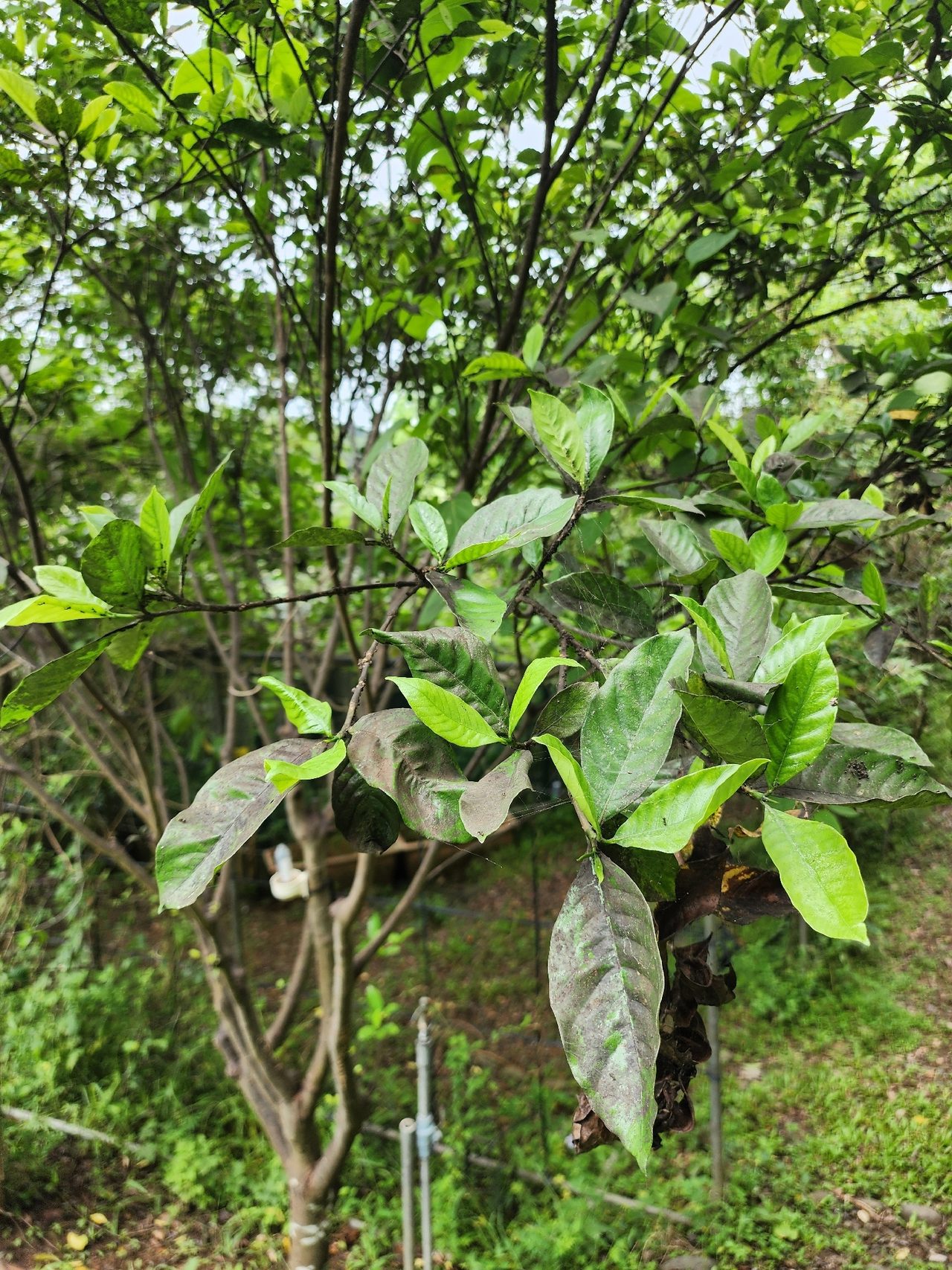 栀子花实拍