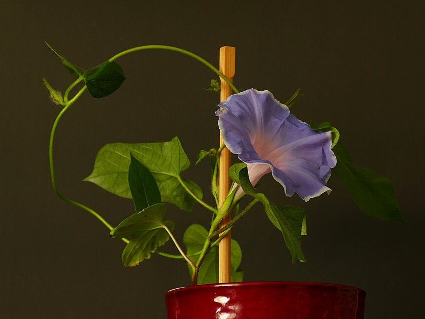牵牛花实拍