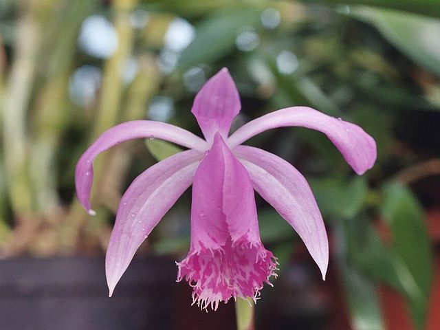 独蒜兰