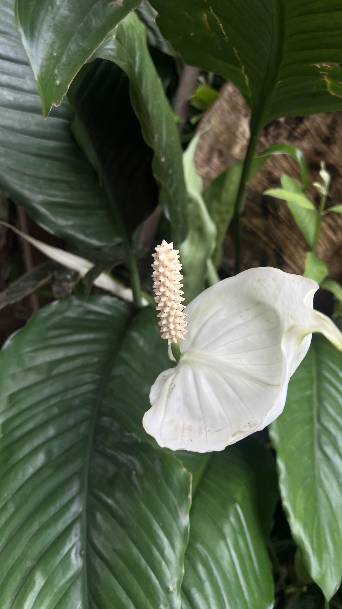 白掌实拍