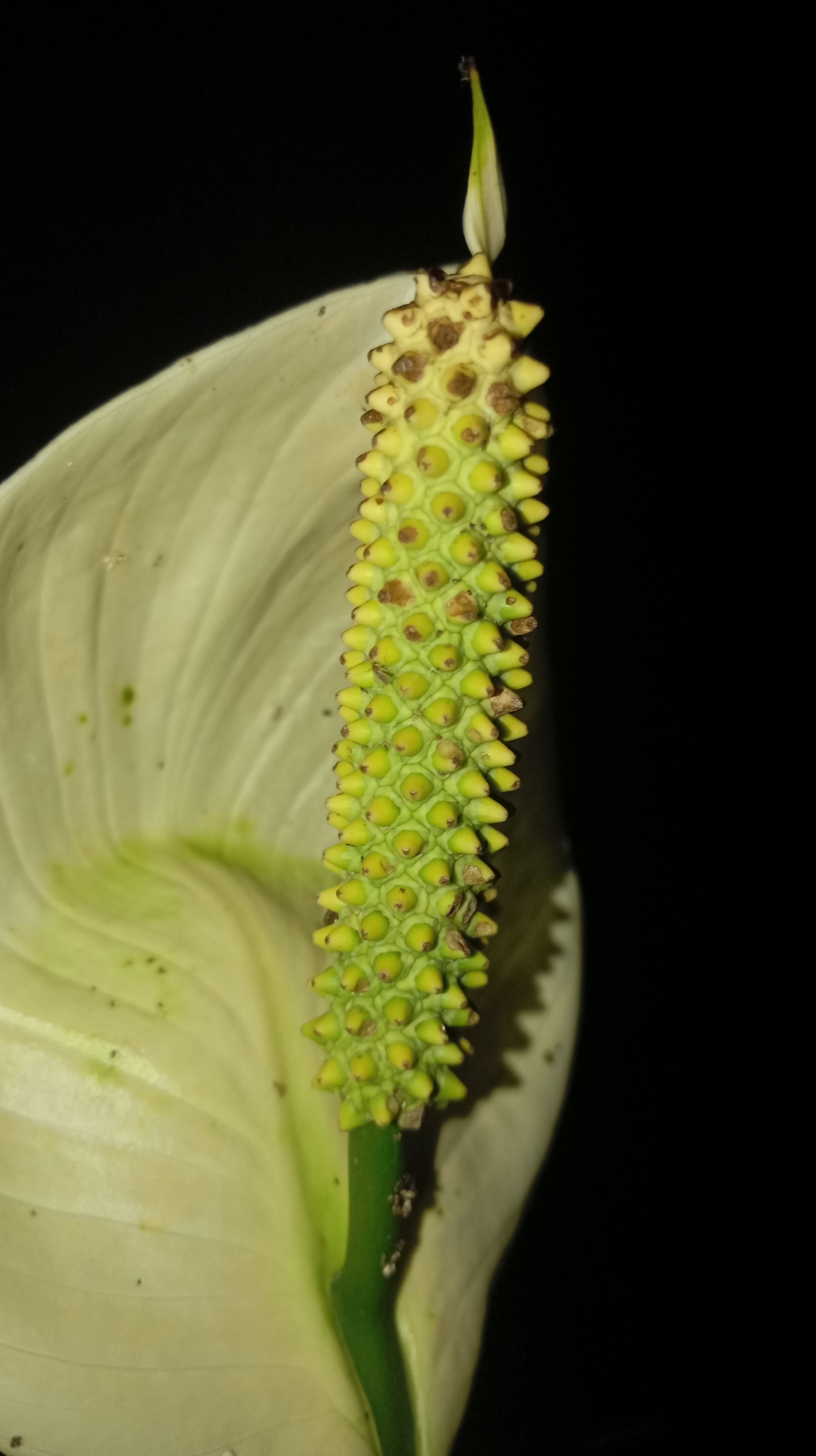 白掌照片3