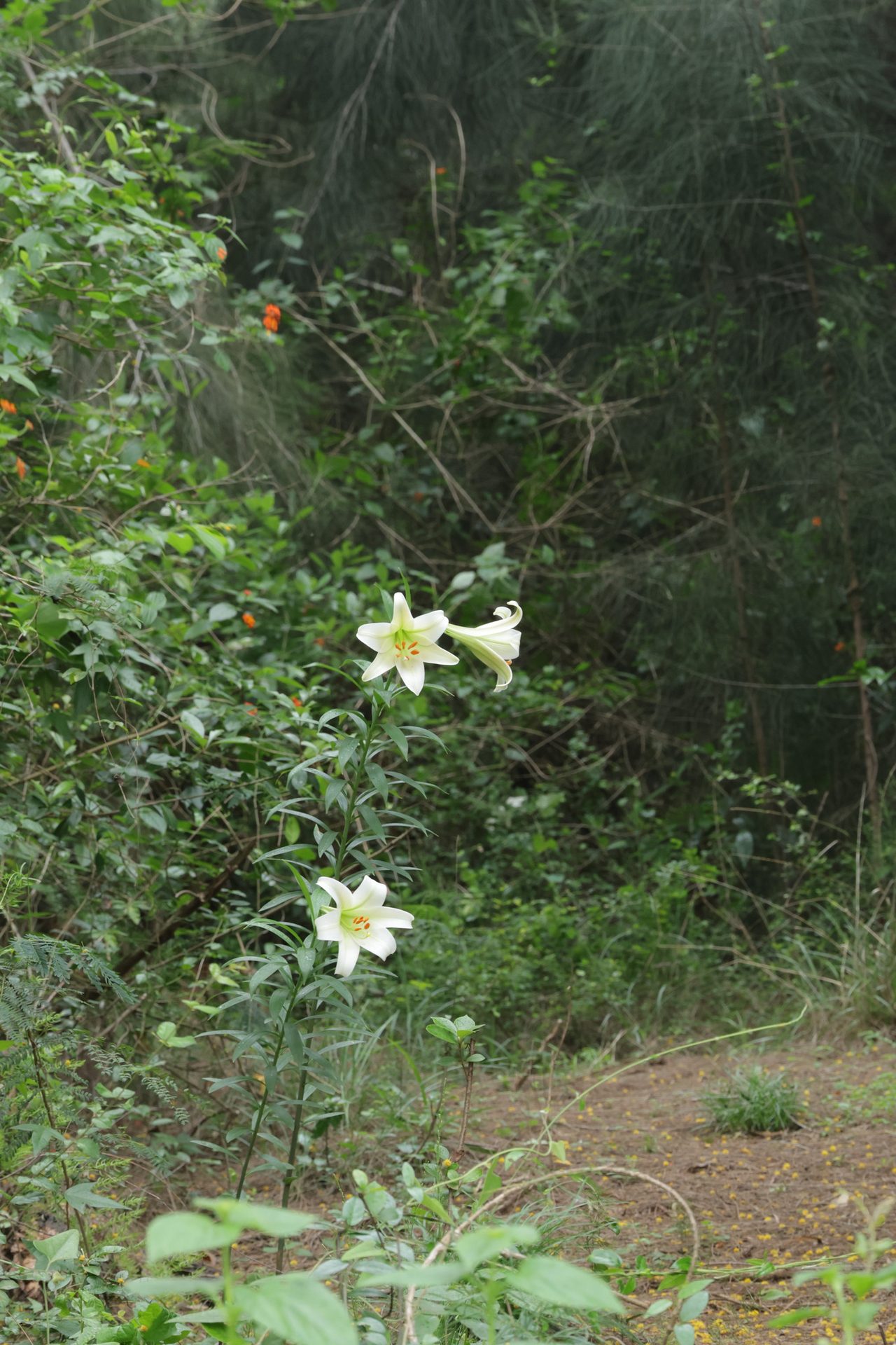 百合实拍