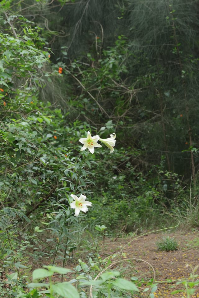 百合