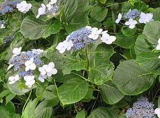 粉花绣球实拍