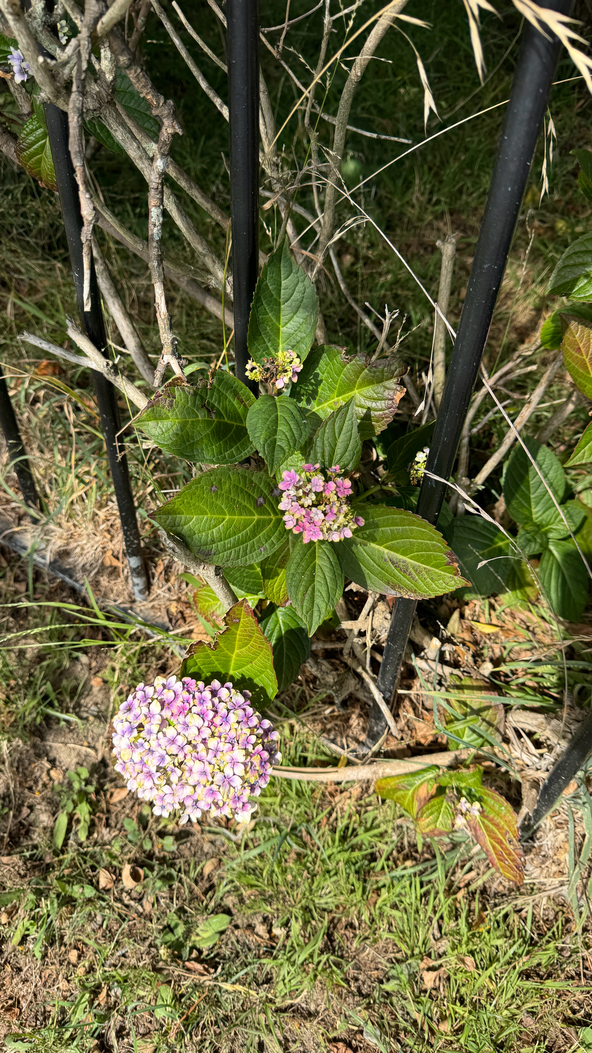 粉花绣球照片2