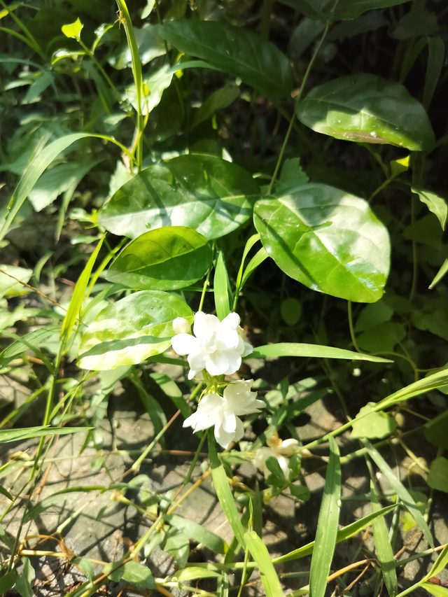 茉莉