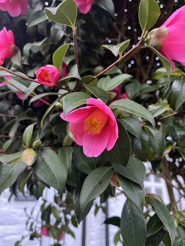 茶花