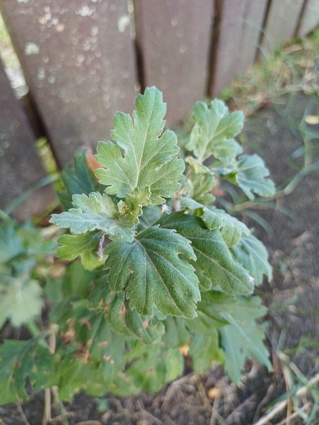 菊花