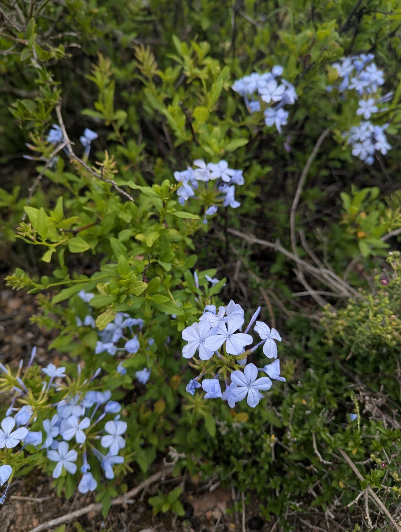 蓝雪花实拍