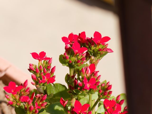 长寿花