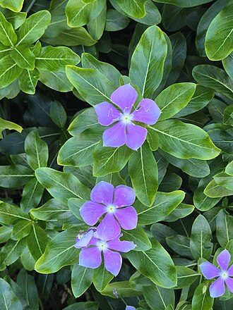长春花