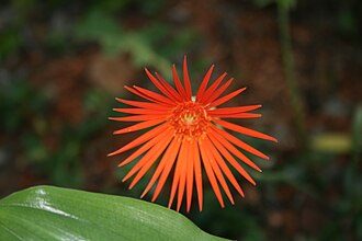 非洲菊