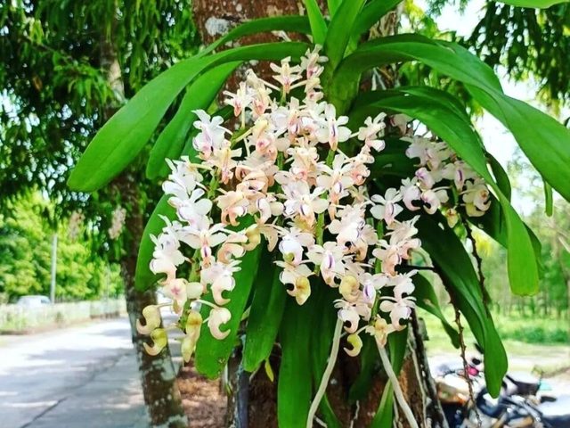 香花指甲兰